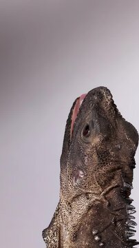 Indonesian Sailfin Lizard Eating a Mealworm in Close Up Studio Shot