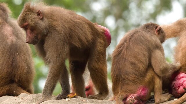 Hamadryas Baboon Walking and Foraging on Rocks in Zoo Enclosure