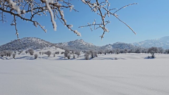 Winter landscape with snow-covered branches in the foreground, scattered snowy trees, and distant mountains under a clear blue sky on a bright cold day.  
📍Marivan, Kurdistan 