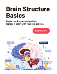 Brain structure anatomy human organ diagram colorful cross section with labeled parts abstract background medical infographic website banner