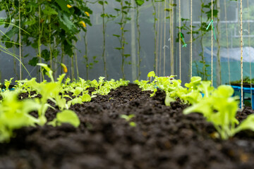 Close up of a sprout planted in the soil for planting. The stems of kale sprouts growing on the soil. Soil for cultivation is a contains nutrients for growth plant. © Surachetsh