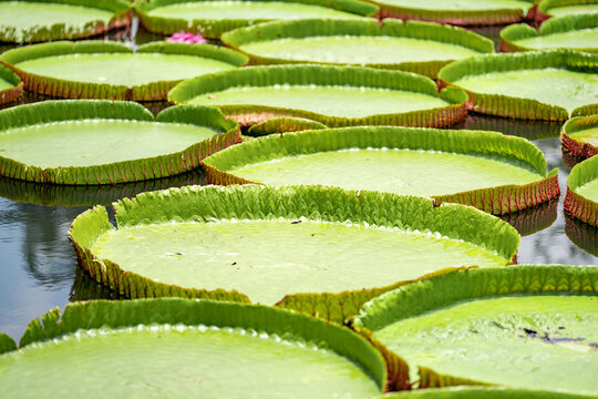 Close up to big LEAF of Lily Lotus in the poud swamp at outdoor field.