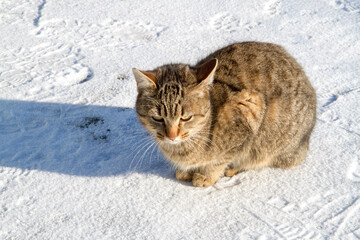 Gray cat sitting in the snow on a sunny day. Cat outdoors in winter