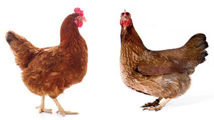 Brown hen isolated.