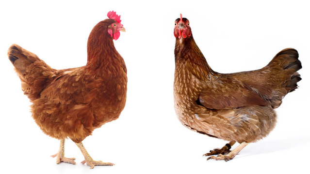 Brown hen isolated.