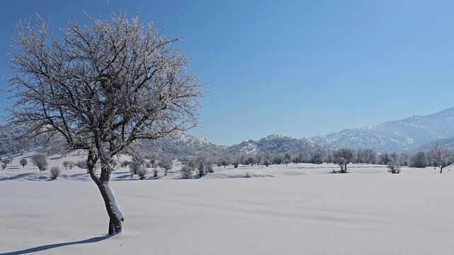 Winter landscape with a solitary frosted tree casting a long shadow, snowy hills, scattered trees, and distant mountains under a clear blue sky.  
📍Marivan, Kurdistan 