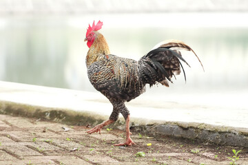 Colorful Rooster Striding by the Water's Edge © Ircaads
