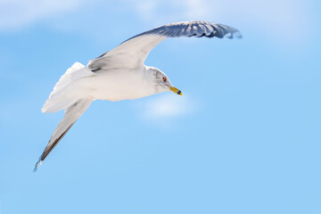 Fototapeta premium Ring-billed Gull soaring through a clear blue sky in mid-flight