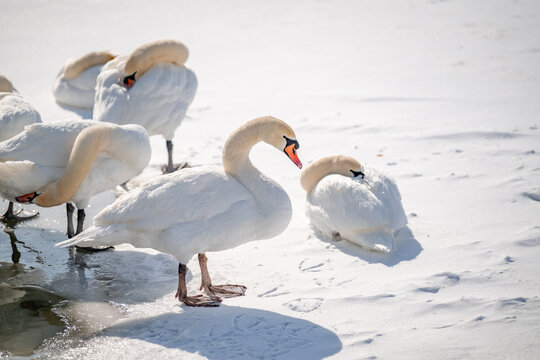 Mute Swan sitting on snow near frozen lake