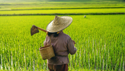 Woman in rice fields with hat, tools, suitable for agriculture, farming, labor, rural lifestyle concepts. Fields, work, tools, hat, woman.