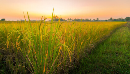 Golden rice field at sunset suitable for agricultural, nature, travel, and landscape themed designs, banners, websites, and social media posts.