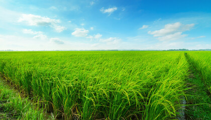 Green rice field under bright blue sky, perfect for agriculture related projects, nature websites, or travel brochures.