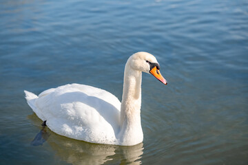 Fototapeta premium Mute Swan swimming on calm cold wintery water