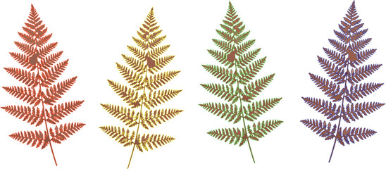 A vibrant green fern leaf and evergreen pine branch are isolated on white, creating a natural forest decoration for a winter Christmas holiday or New Year celebration © Meshkat