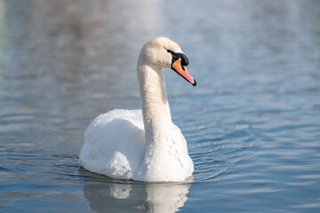 Fototapeta premium Mute Swan swimming on calm cold wintery water