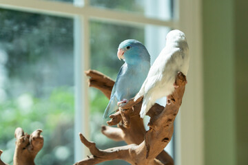 Two cute Forpus parrotlets sitting on a wooden branch near the window with natural light