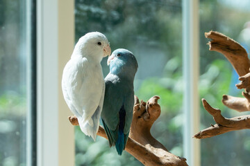 Two cute Forpus parrotlets sitting on a wooden branch near the window with natural light