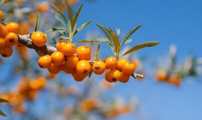 sea-buckthorn berries ufo sky background