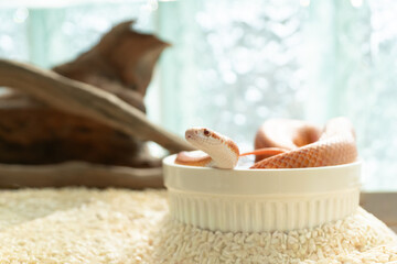 Close up of curious Albino Corn Snake raising head while soaking in water bowl