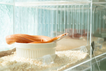 Albino Corn Snake soaking in water bowl inside clear acrylic breeding box with aspen bedding