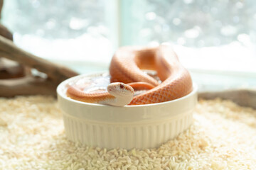 Cute orange Albino Corn Snake soaking in a white water bowl inside a terrarium