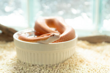 Cute orange Albino Corn Snake soaking in a white water bowl inside a terrarium