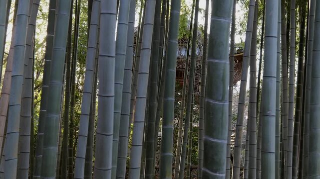 Bonshō (Temple Bell), also known as tsurigane (hanging temple bell) or ōgane (great bell) are large bells found in Buddhist temples throughout Japan.