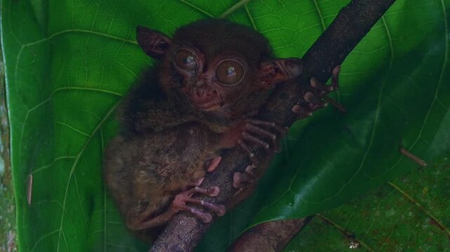 A cute Philippine tarsier (Carlito syrichta) clings to a branch under a lush green canopy in its natural habitat, and staring at the camera with its remarkably big eyes, close up shot.