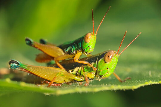 Closeup colorful grasshopper pair mating on leaf 
