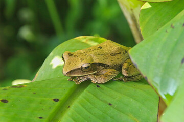 Obraz premium Tree frog peeking from green leaves 