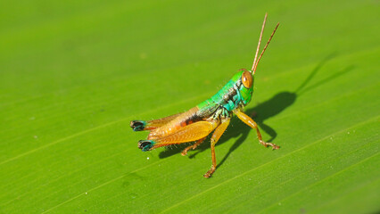 Fototapeta premium Grasshopper casting shadow on leaf