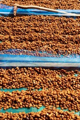 Close up of coffee beans drying in the sun