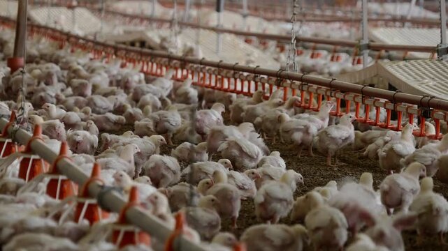 Interior of Industrial Chicken Farm with Young Chicks