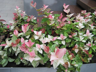 Japanese star jasmine