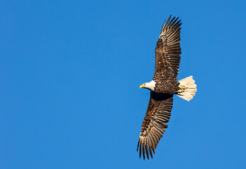 Obraz premium Bald eagle in flight with blue skies