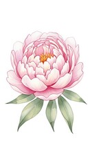 Watercolor illustration displays a fully bloomed, soft pink flower with green foliage centered against a white background.