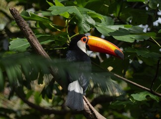 Toco toucan perched on branch in lush tropical foliage © Kelly