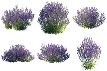 a vibrant collection of six individual flowering bushes, abundantly filled with lush purple...