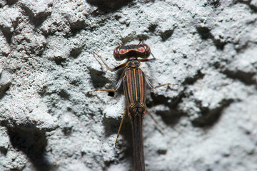 岩壁にとまって日光浴する越冬未成熟型ホソミイトトンボ上体部アップ（メス・自然光昆虫マクロ撮影）