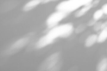 Abstract natural tree branch leaves shadow on white wall background