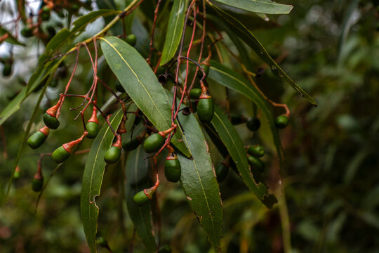 branch of a tree of the genus Eucalyptus (or Corymbia), with clusters of small, green, immature fruits that typically develop at the ends of reddish stems, a characteristic trait of many eucalyptus