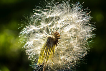 A delicate dandelion seed head partially dispersed by the wind. This macro image captures the concepts of fragility, change, and the natural cycle of life against a soft green background. © AlfRibeiro