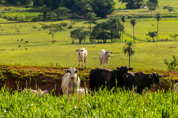 A herd of white Nelore (Zebu) cattle with a prominent black bull graze in a lush pasture in rural Brazil, showcasing the country's vast livestock industry.