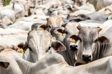 Herd of Nelore cattle grazing in a pasture on the brazilian ranch