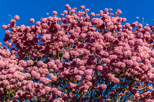 Pink Ipe with scientific name Handroanthus heptaphyllus in Brazil. Close up of beautiful Pink Trumpet Tree , Tabebuia rosea in full bloom