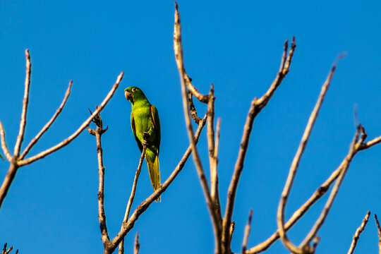 maritacas (Pionus) or brazilian parrots landed on a dry tree in Brazil