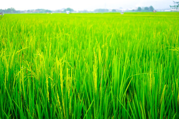 Obraz premium Lush green rice plants with maturing golden grains stand vibrantly in a sunlit paddy field conveying abundance and natural growth perfect for agriculture food and sustainability concepts.