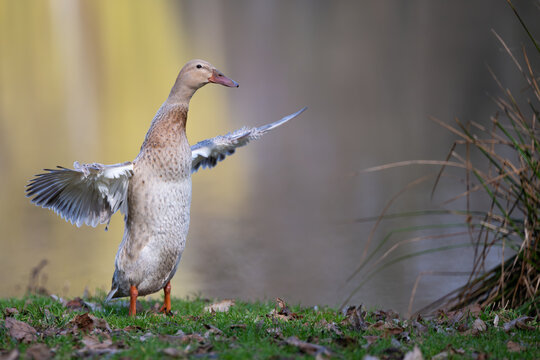 Indian Runner duck spreading wings on a green grass near a pond