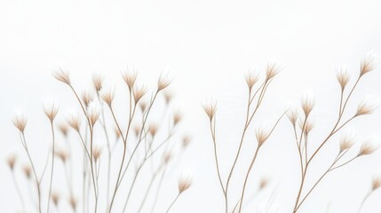 Delicate dried plants with wispy seed heads artistically arranged against a soft white background, creating a serene minimalist natural aesthetic.