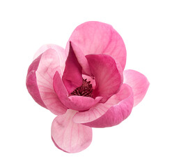 Elegant purple magnolia flower isolated on Transparent background with clipping path. Detailed botanical closeup of Magnolia liliiflora in soft pink-purple tones for floral and design projects. © DEWINs